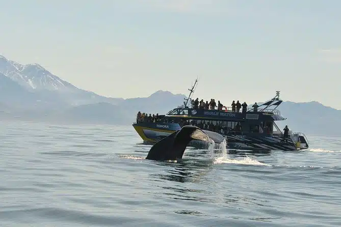 Kaikoura Whale Watch Day Tour from Christchurch including Coastal Pacific Train
