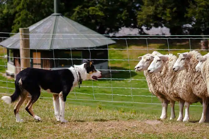 Christchurch Sheep Farm Visit