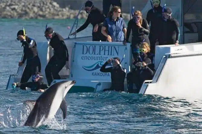2 Day Kaikoura Whale and Dolphin Tour from Christchurch
