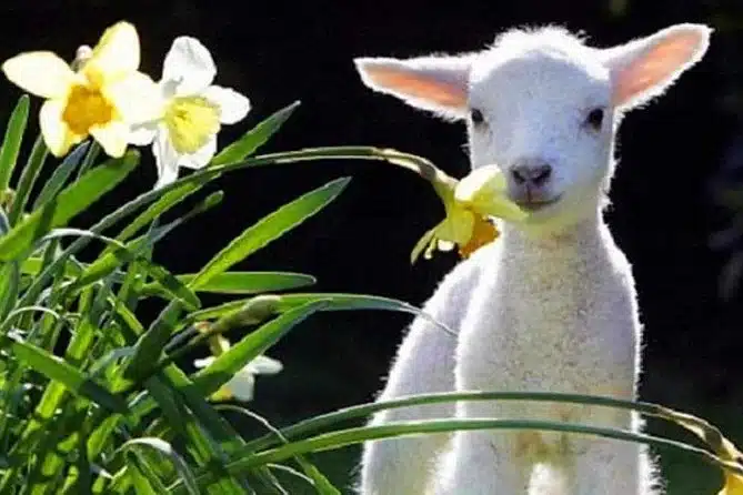Lyttelton Cruise Excursions: Christchurch Sightseeing with Sheep Farm
