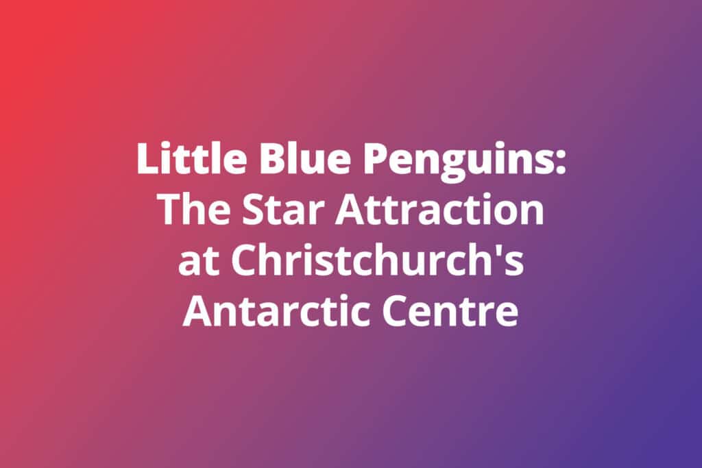 Little Blue Penguins: The Star Attraction at Christchurch’s Antarctic Centre
