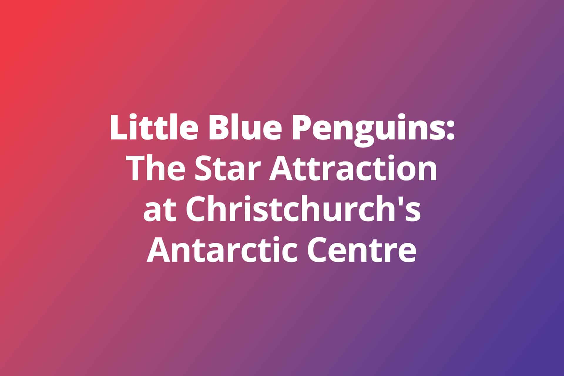 Little Blue Penguins: The Star Attraction at Christchurch’s Antarctic Centre