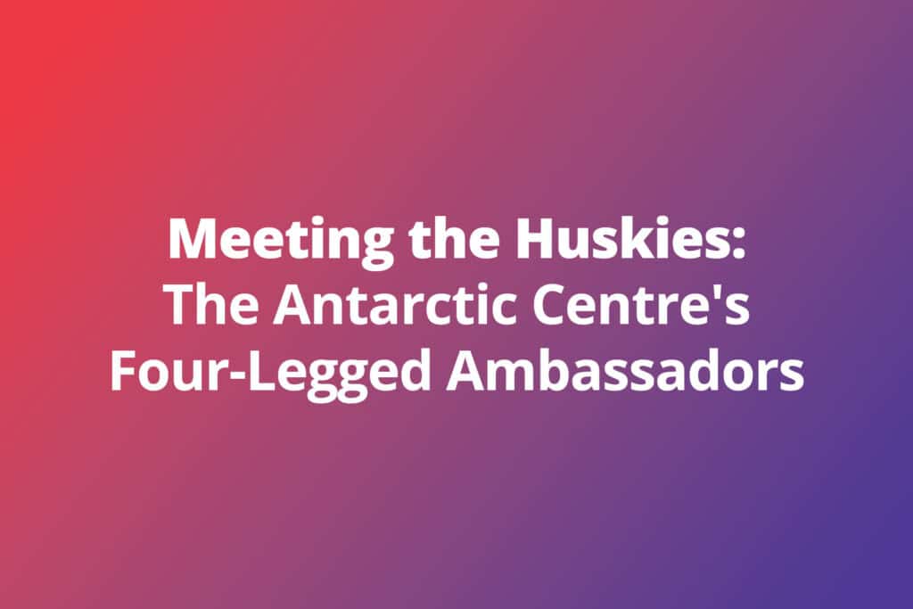 Meeting the Huskies: The Antarctic Centre’s Four-Legged Ambassadors