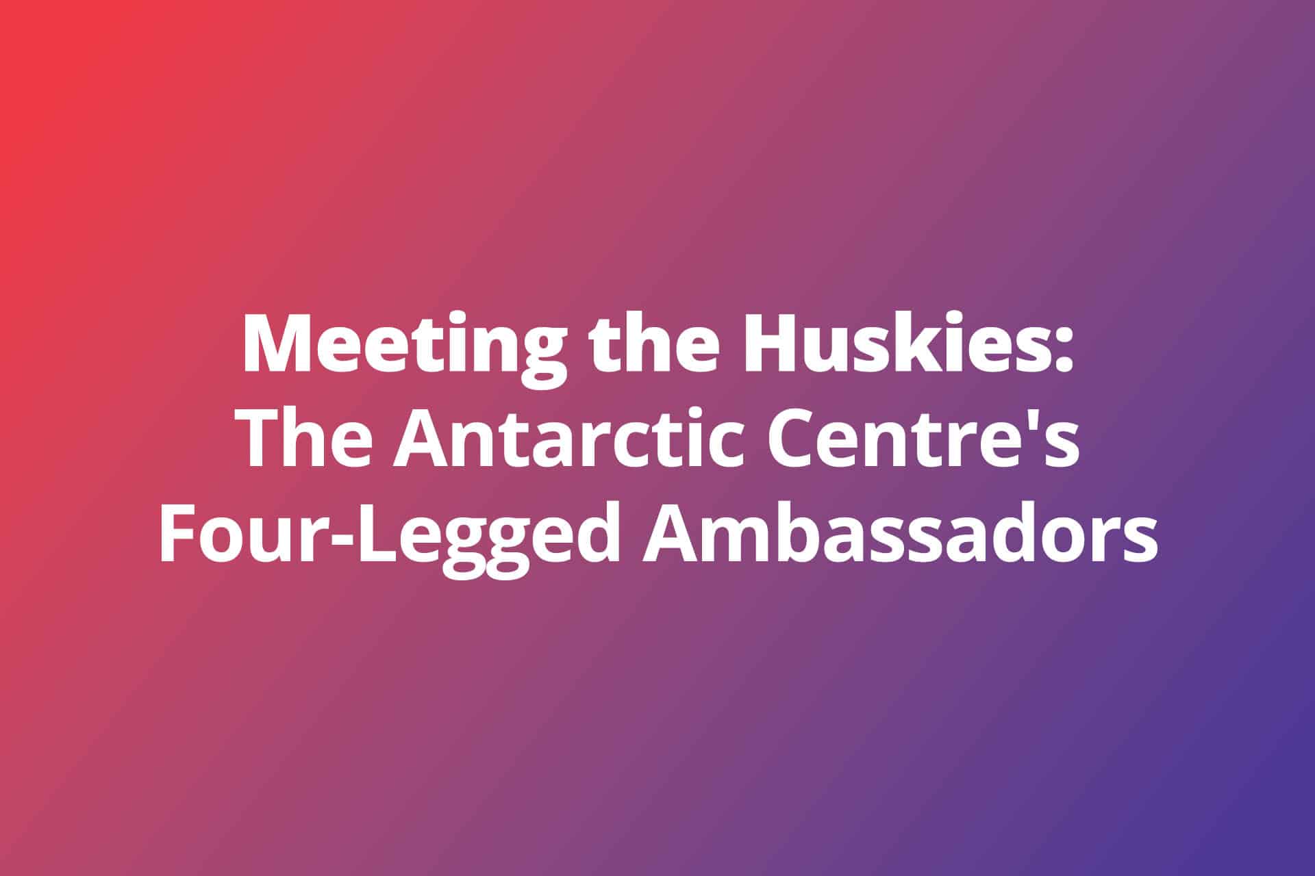 Meeting the Huskies: The Antarctic Centre’s Four-Legged Ambassadors